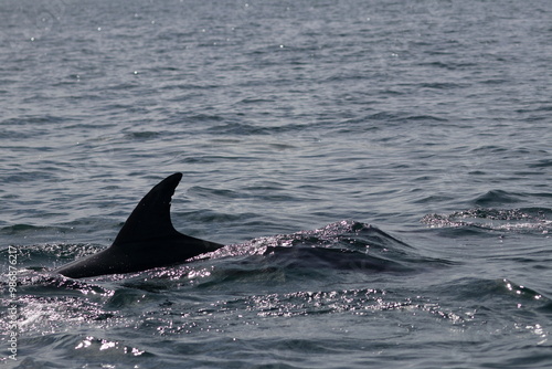 bottlenose dolphin