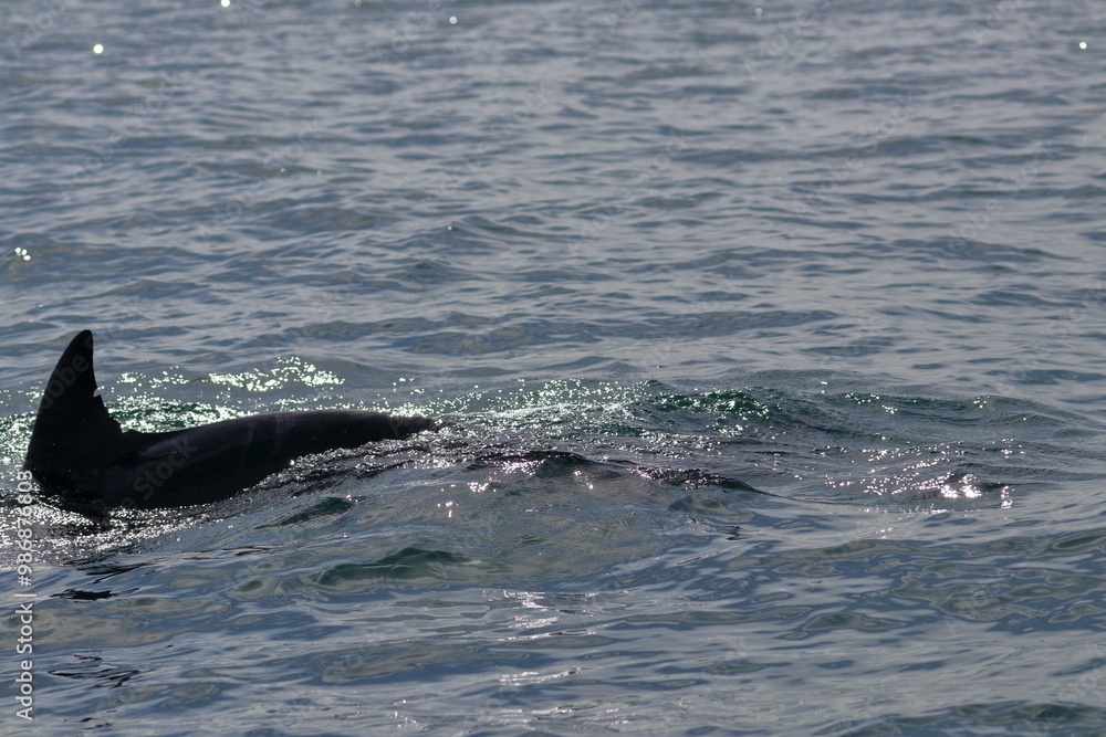 Fototapeta premium bottlenose dolphin