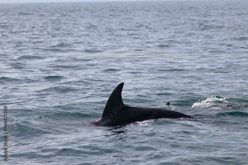 Fototapeta premium bottlenose dolphin