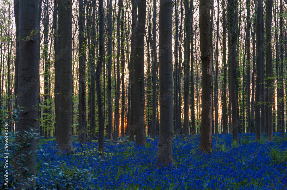 The rising sun illumingating a flowerbed of bluebells in the Hallerbos, on an early spring morning.