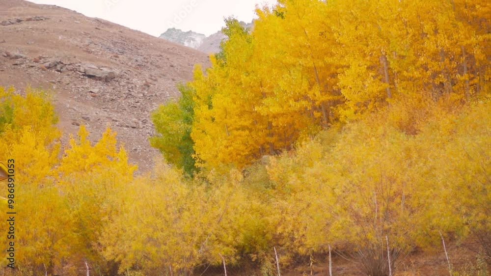 Autumn in Himalayas. Yellow autumn trees and mountains during fall season at Padum, Zanskar, India. Nature landscape. 