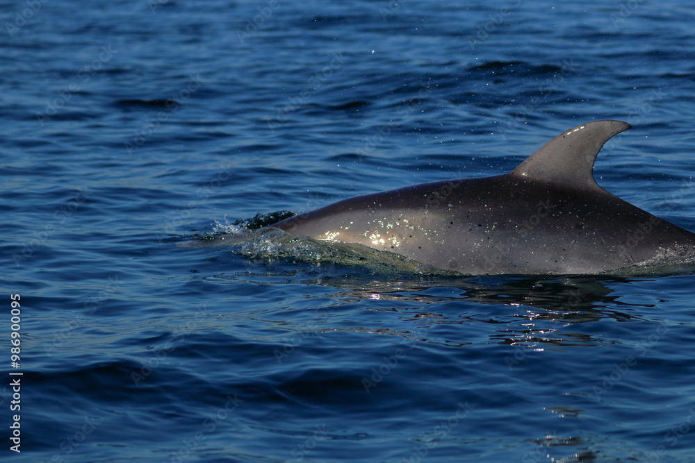 Fototapeta premium bottlenose dolphin