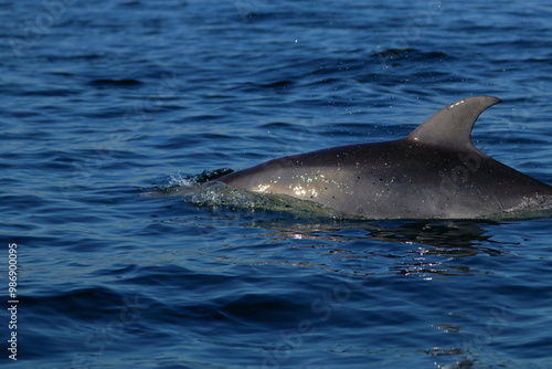 bottlenose dolphin