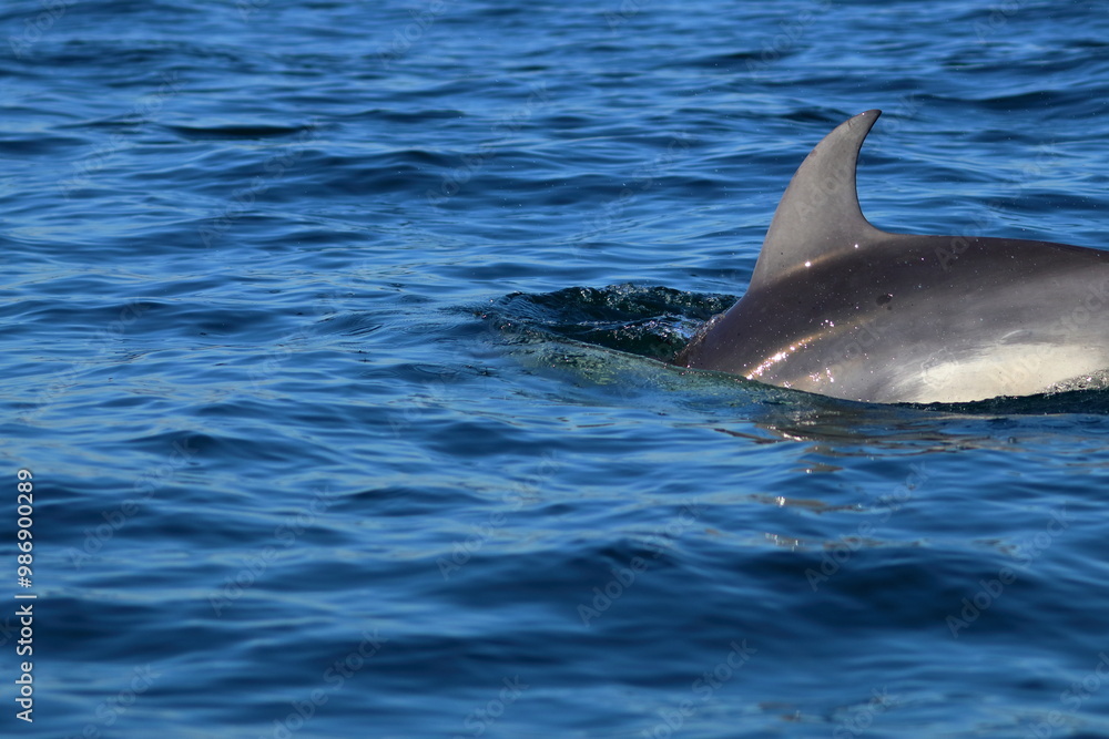 Fototapeta premium bottlenose dolphin