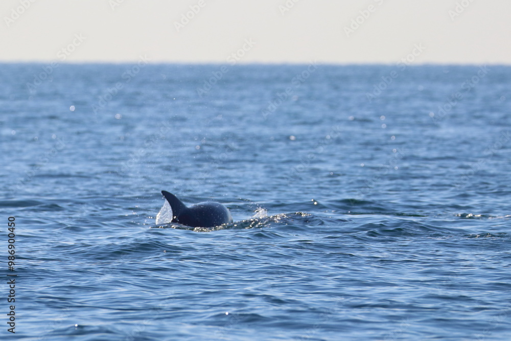 Fototapeta premium bottlenose dolphin