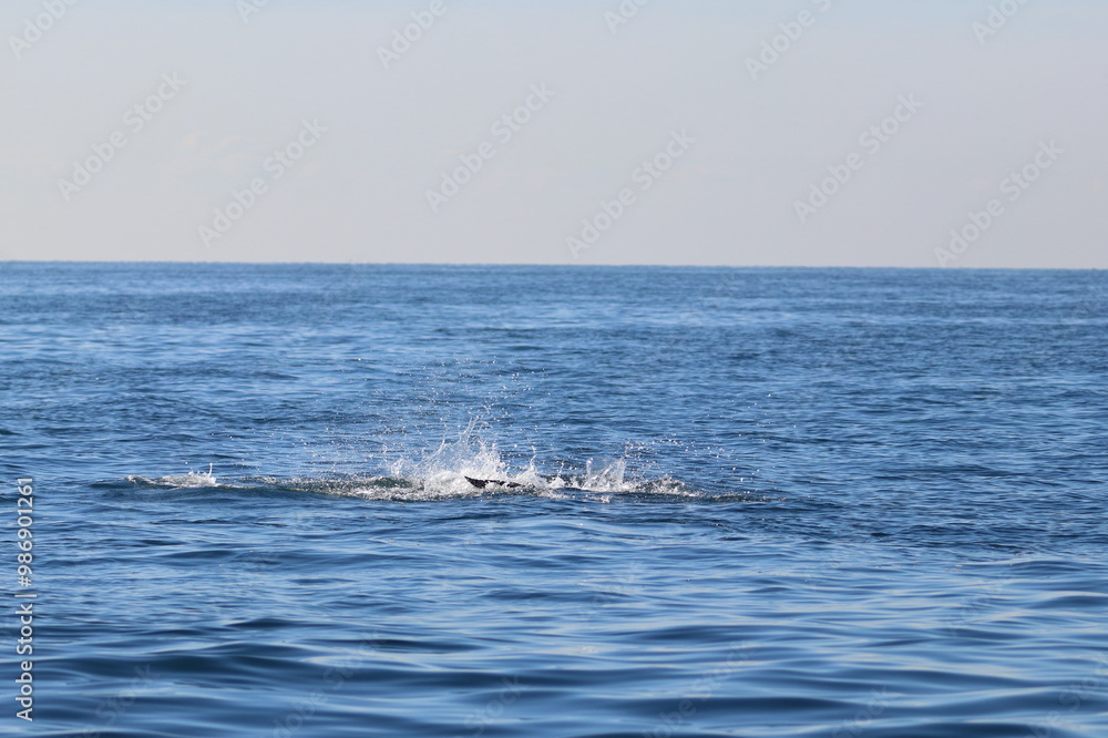 Fototapeta premium bottlenose dolphin