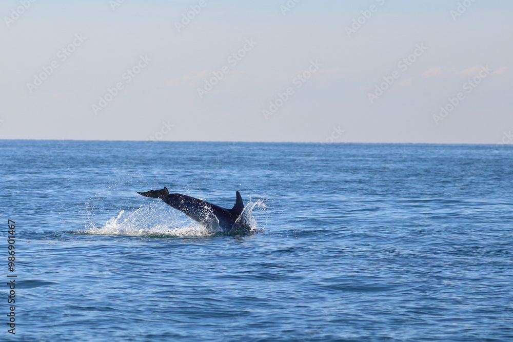 Naklejka premium bottlenose dolphin