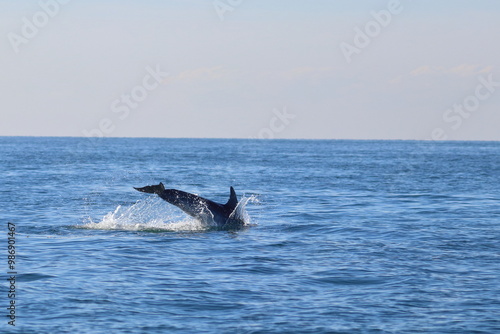 bottlenose dolphin