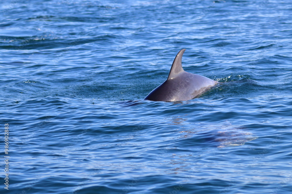 Fototapeta premium dolphin