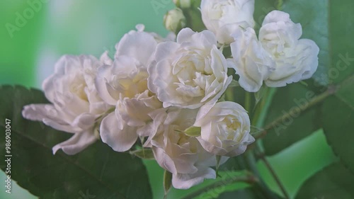 Time-lapse photography of the flowering of osmanthus