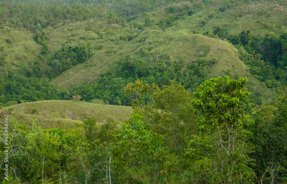 A landscape of lush green trees with a backdrop of hills. A landscape of lush green trees with a backdrop of hills.