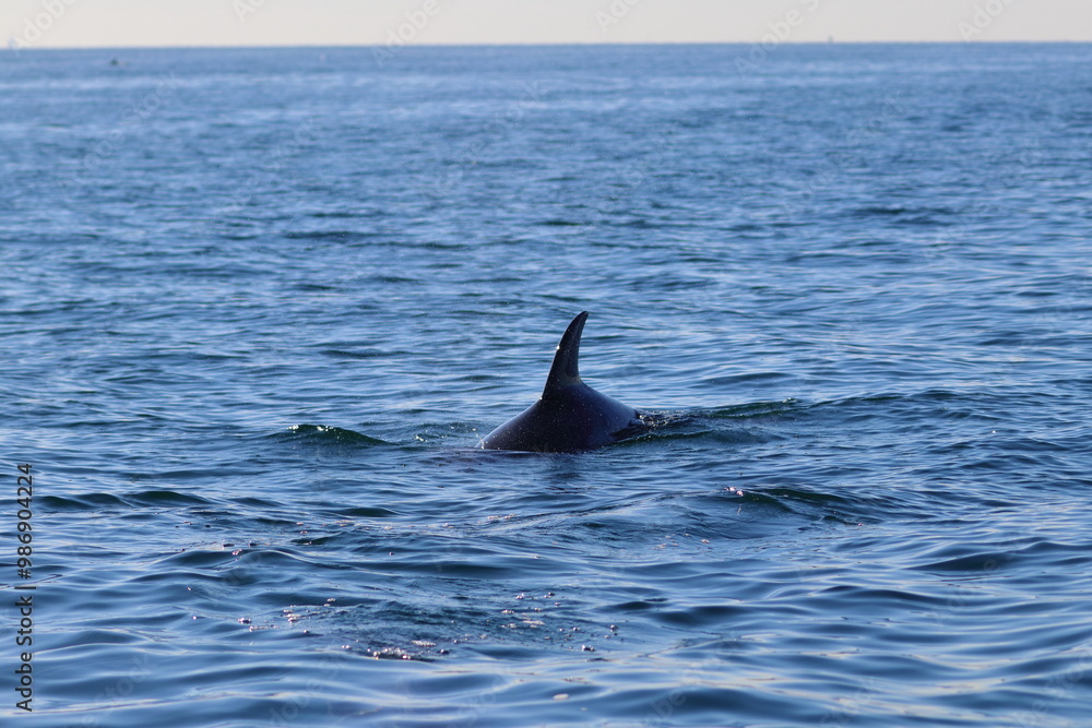 Naklejka premium dolphin