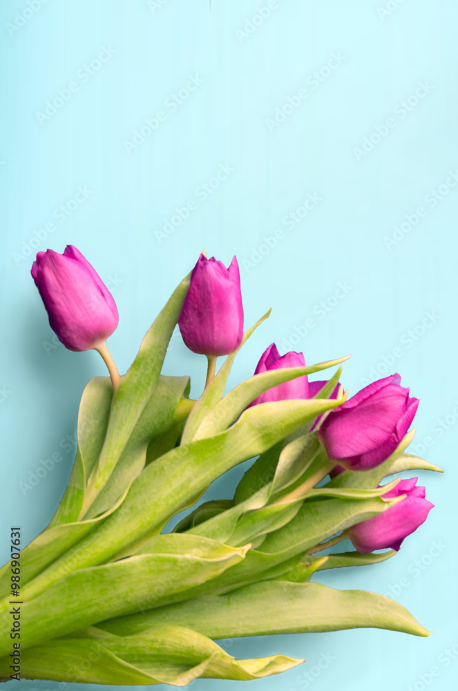 Tongue fresh tulips usually considered as innocence flowers and are an extremely pleasant surprise when we give them just without a chance. On wooden background. Tulips on old boards, spring concept. Tongue fresh tulips usually considered as innocence flowers and are an extremely pleasant surprise when we give them just without a chance. On wooden background. Tulips on old boards, spring concept.