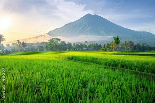 beautiful rice field and a mountain in the morning