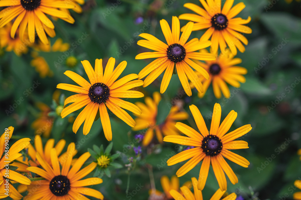 Bright yellow blooming rudbeckia close-up on a sunny summer day Bright yellow blooming rudbeckia close-up on a sunny summer day