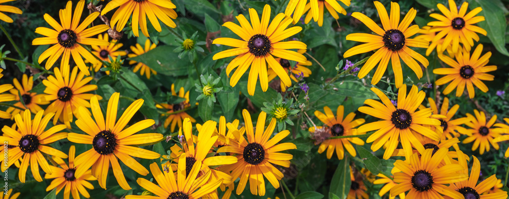 Bright yellow rudbeckia in close-up. Panoramic Bright yellow rudbeckia in close-up. Panoramic