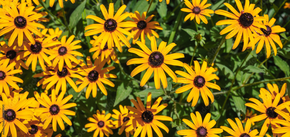 Beautiful and bright yellow rudbeckia in the park. close-up. Panorama Beautiful and bright yellow rudbeckia in the park. close-up. Panorama