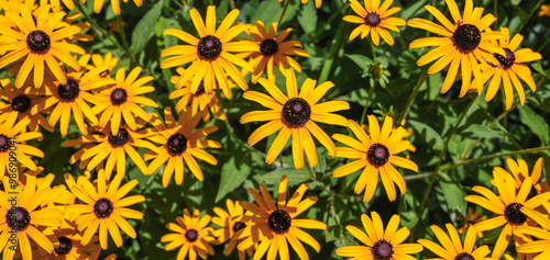 Beautiful and bright yellow rudbeckia in the park. close-up. Panorama