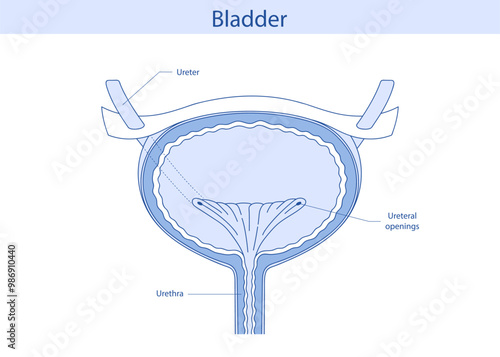 The bladder, an internal human organ. Anatomy of a human organ drawn by hand.