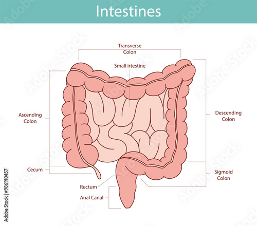 anatomical illustration of the rectum, appendix, small intestine in cartoon style.