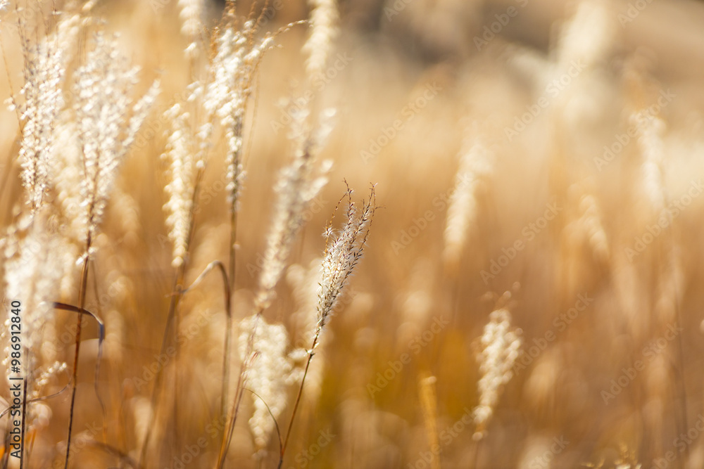A field of golden grasses bathed in warm sunlight ; Nature's beauty captured in a field of grasses ; Feathery plumes sway gently in the golden light A field of golden grasses bathed in warm sunlight ; Nature's beauty captured in a field of grasses ; Feathery plumes sway gently in the golden light