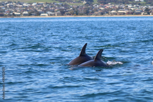 Obraz na plátně bottlenose dolphin