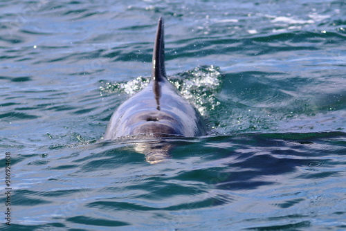 Bild auf Leinwand bottlenose dolphin