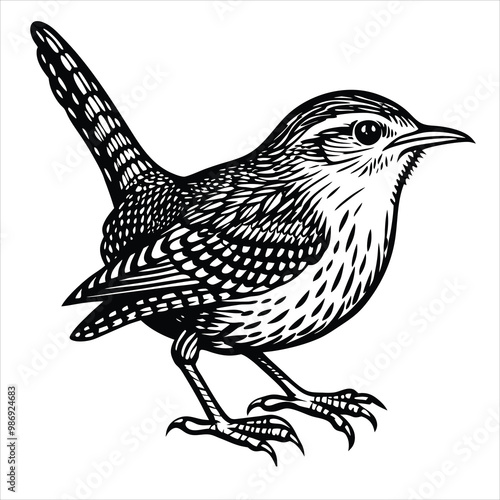 Wren Bird, Whit and Black , Illustrator, Image, Whit Background