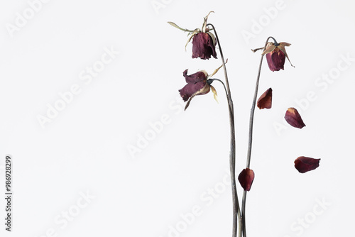 rose wither , failing in love, forever