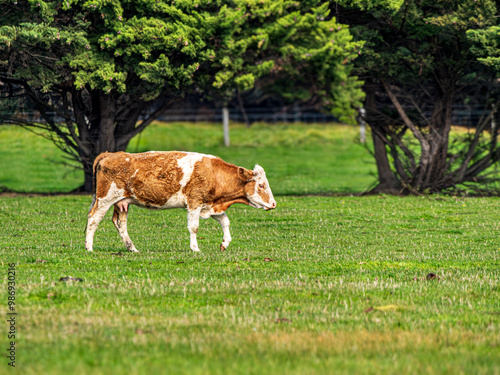 Light Brown And White Cow Ventnor