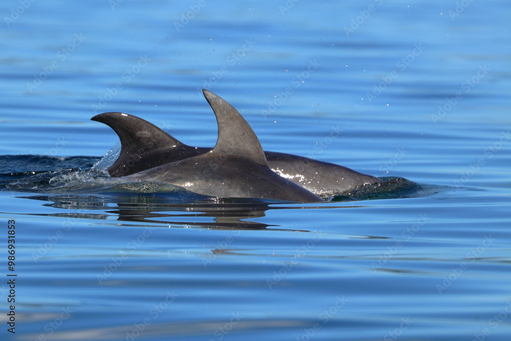 Fototapeta premium bottlenose dolphin