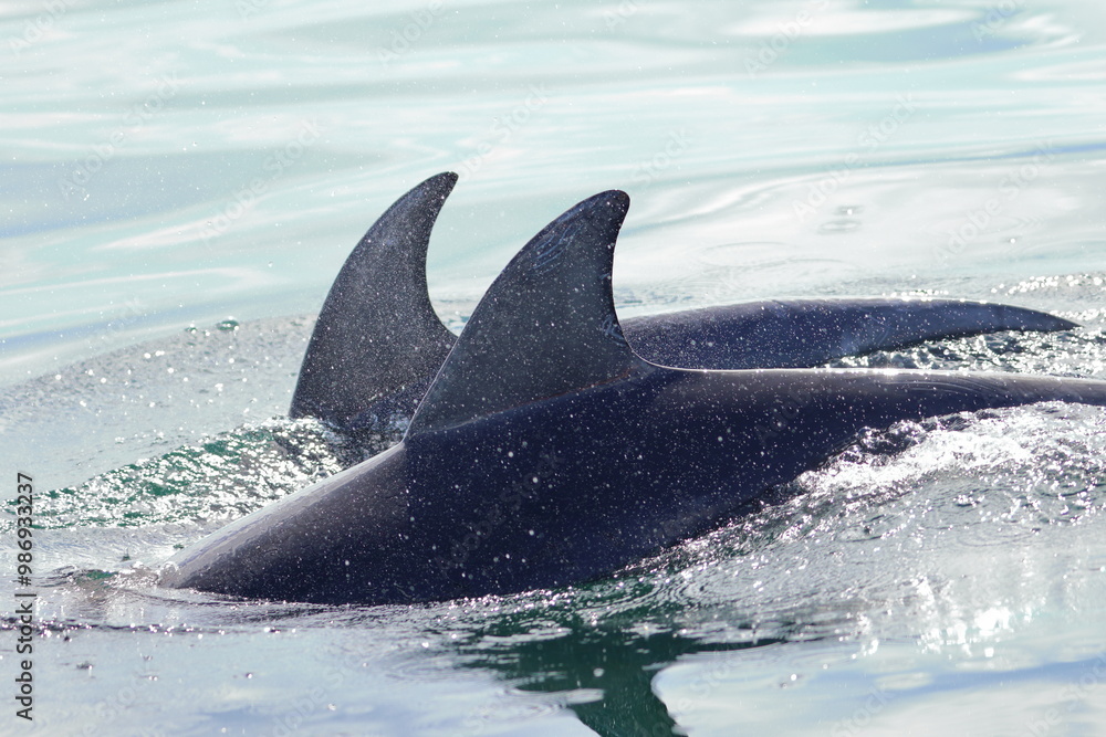 Naklejka premium bottlenose dolphin