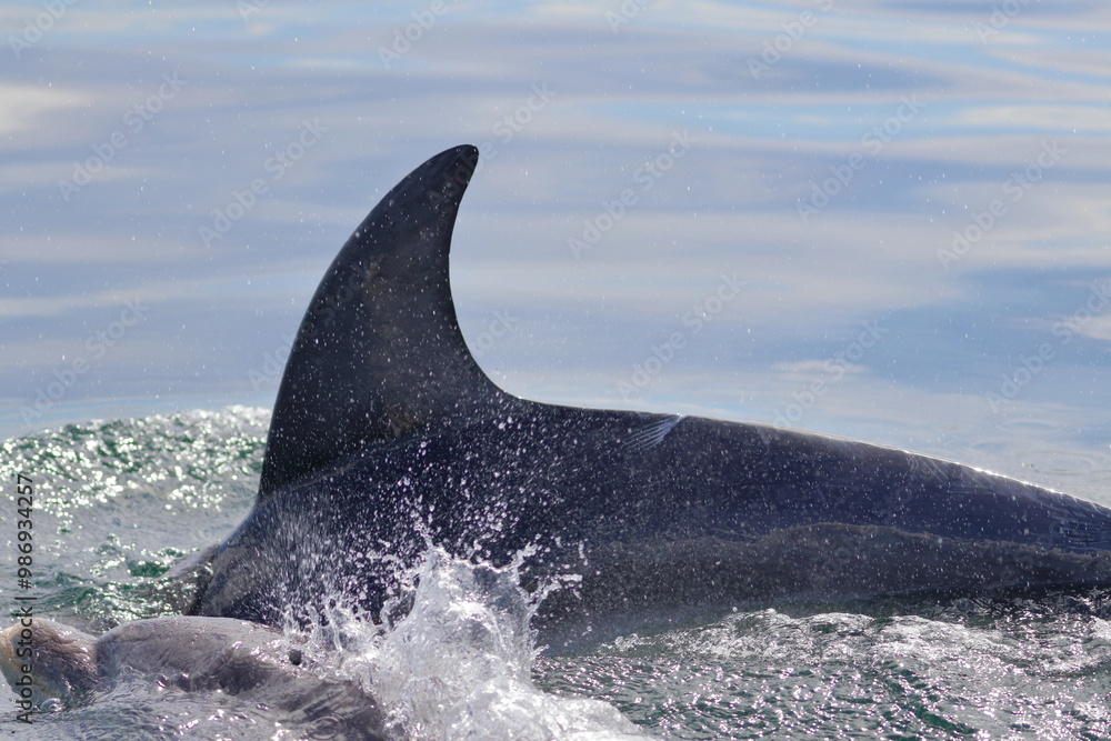 Fototapeta premium bottlenose dolphin