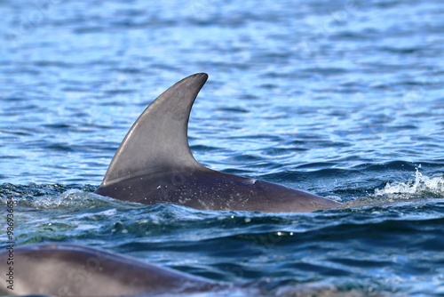 Billede på lærred bottlenose dolphin