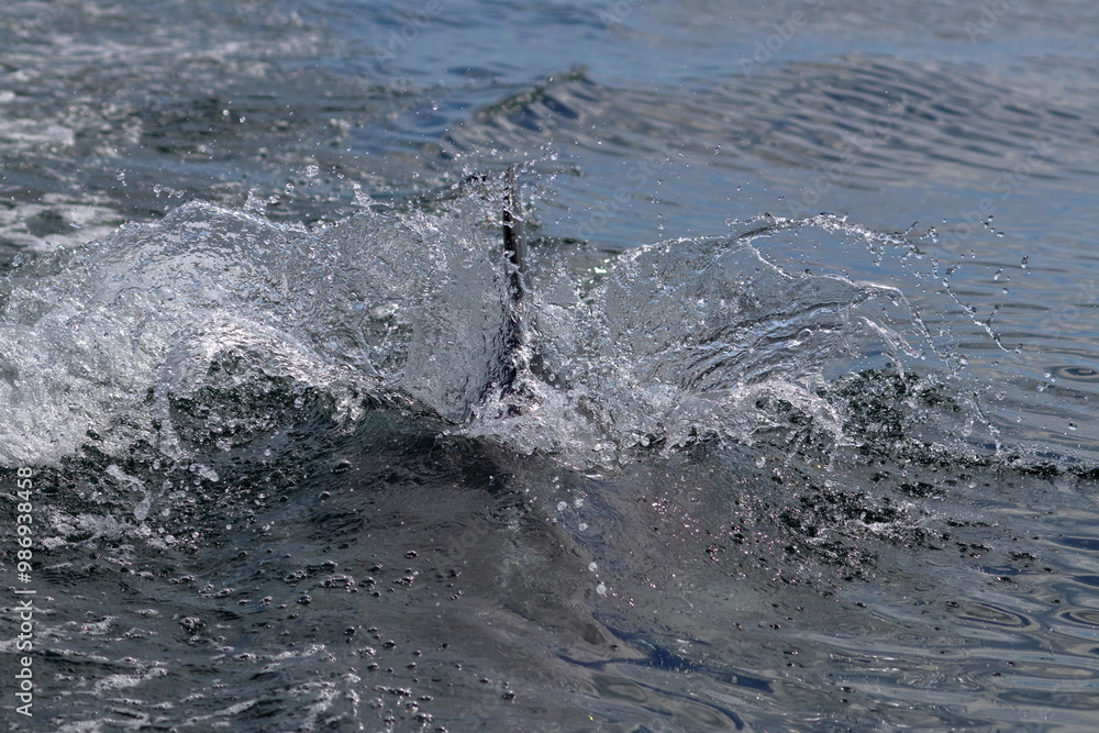 Obraz premium bottlenose dolphins