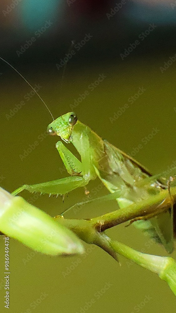 green praying mantis green praying mantis