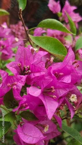 Macro closeup of bougainvillea flower with petals blooming in a garden photo