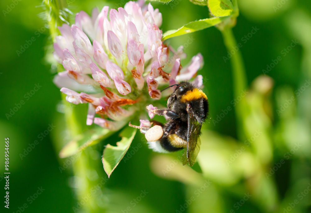 Bee on a pink clover flower. Macro Bee on a pink clover flower. Macro