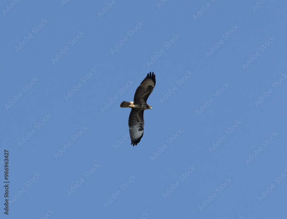 Vogel, Greifvogel, Mäusebussard, fliegen, Raubvogel Vogel, Greifvogel, Mäusebussard, fliegen, Raubvogel