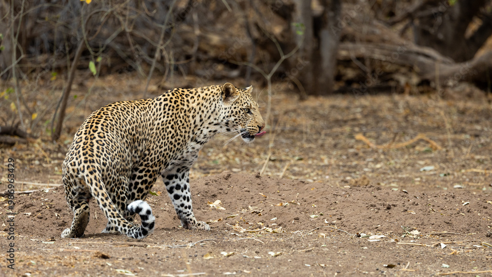 Obraz premium a leopard making a turn