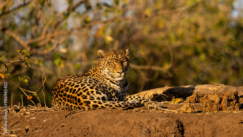 a female leopard resting during the golden hour photo