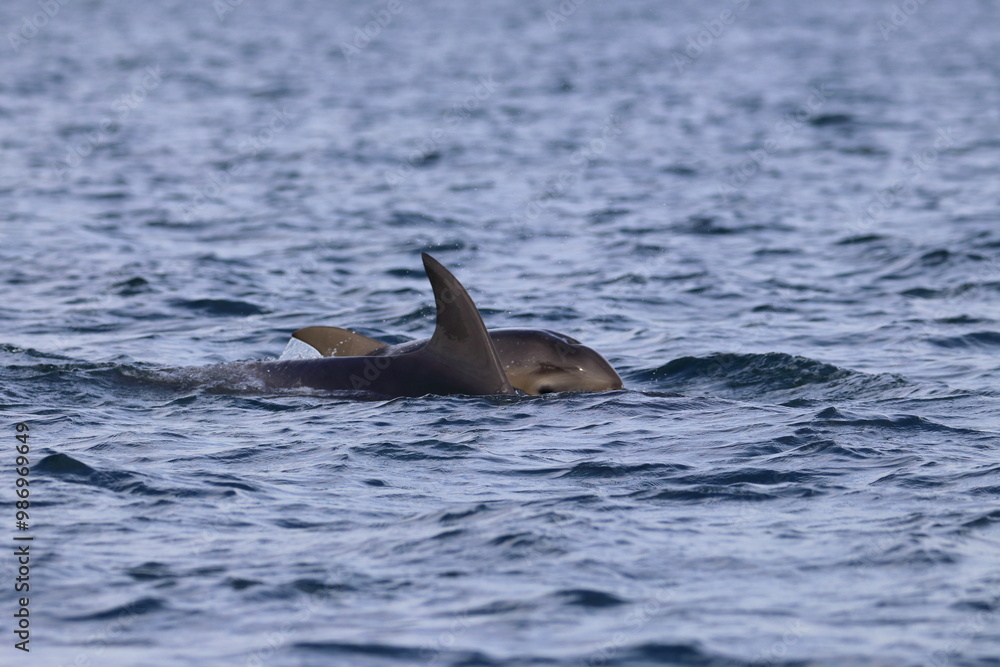 Obraz premium bottlenose dolphins