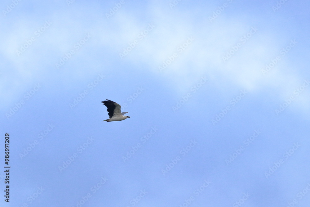 Fototapeta premium white-bellied sea eagle