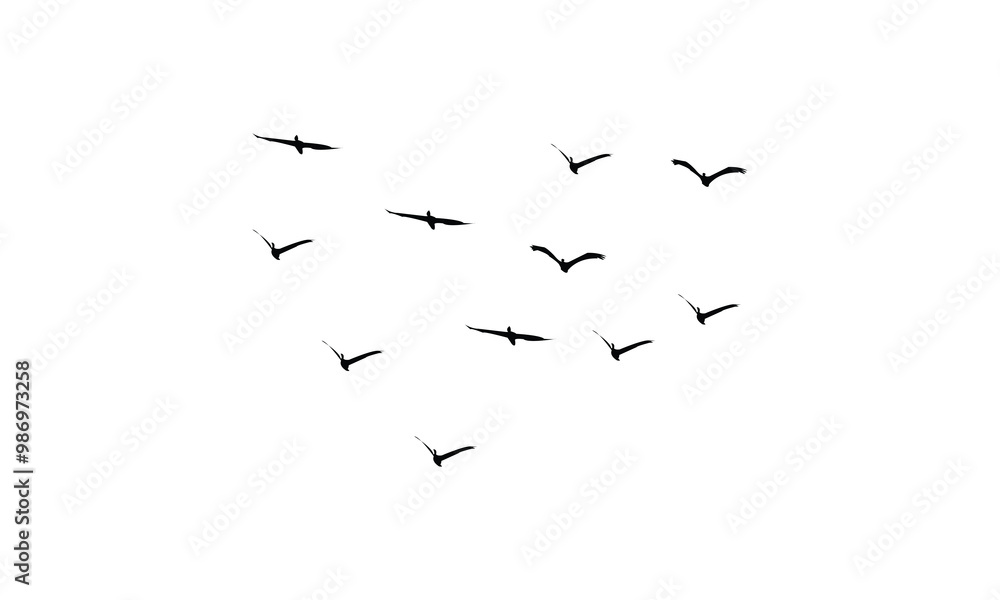 Fototapeta Flying Birds Vector Illustration Collection. 
