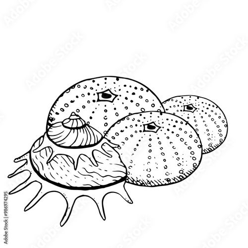 Sea urchins and spiral seashell monochrome vector illustration. Sun carrier mollusk for summer marine vacation. Tropical oceanic black and white conch sketch