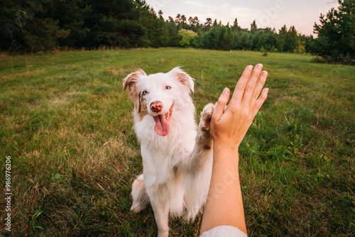 Canvas Print beautiful dog australian shepherd red merle gives a paw to the owner high five f