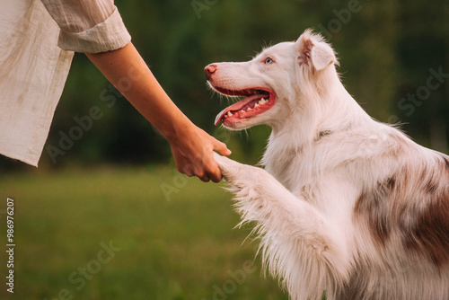beautiful dog australian shepherd red merle gives a paw to the owner high five friendship between a man and a dog