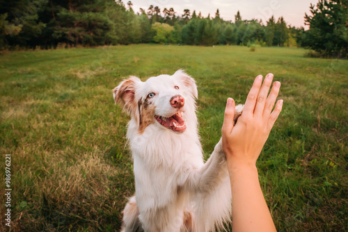 Bild auf Leinwand beautiful dog australian shepherd red merle gives a paw to the owner high five f