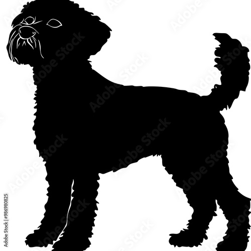 silhouette of a lagotto romagnolo