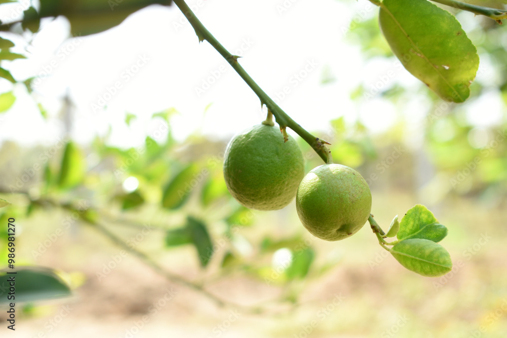 fresh lemon on plant closeup, Close-up Lemon fruit hanging on tree, photo of fresh lemons plants, Bunch of fresh ripe lemons on a lemon tree branch, Ripe fresh lemon hangs on tree branch in sunshine. fresh lemon on plant closeup, Close-up Lemon fruit hanging on tree, photo of fresh lemons plants, Bunch of fresh ripe lemons on a lemon tree branch, Ripe fresh lemon hangs on tree branch in sunshine.
